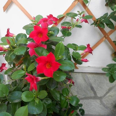 Aggela Guesthouse Skopelos Dış mekan fotoğraf