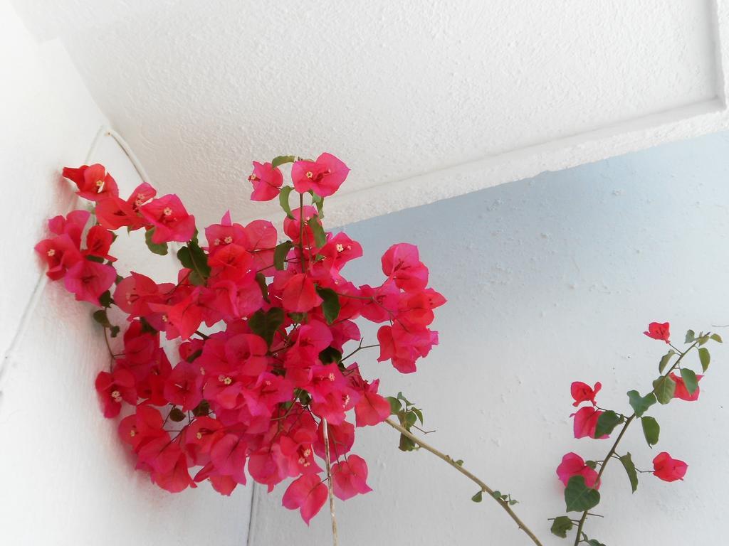 Aggela Guesthouse Skopelos Dış mekan fotoğraf