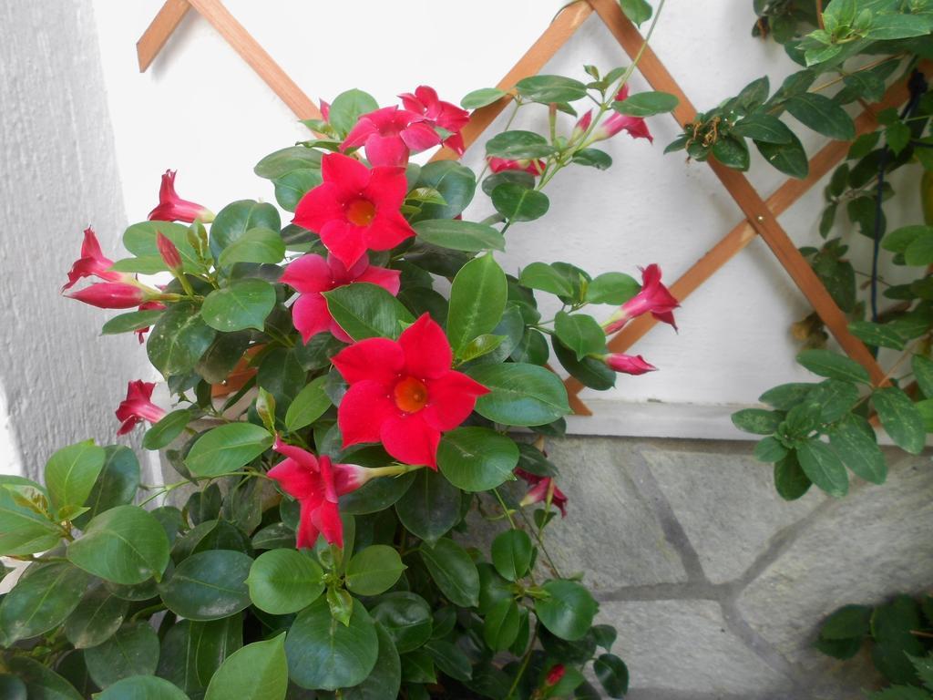 Aggela Guesthouse Skopelos Dış mekan fotoğraf